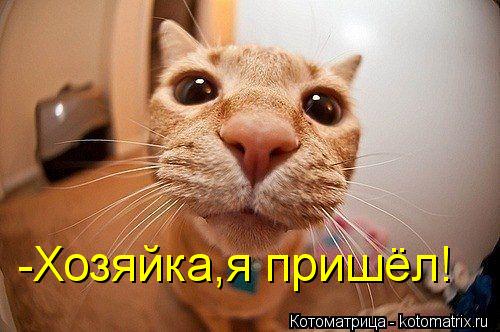 -Хозяйка,я пришёл!... Котоматрица: -Хозяйка,я пришёл!