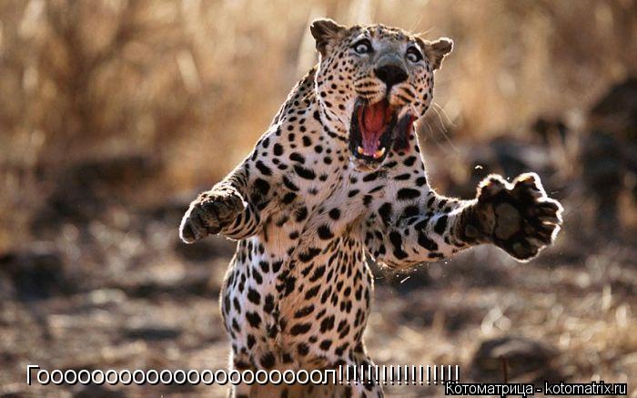 Котоматрица: Гооооооооооооооооооооол!!!!!!!!!!!!!!!!!