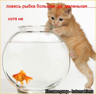 ловись рыбка большая ,да маленькая......... хотя не лучше только большая... Котоматрица: ловись рыбка большая ,да маленькая......... хотя не лучше только большая