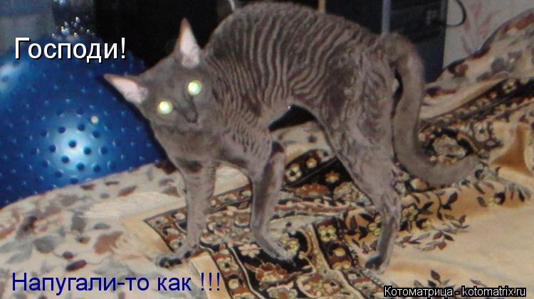 Господи! Напугали-то как !!!... Котоматрица: Господи! Напугали-то как !!!
