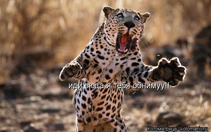 Котоматрица: иди сюда,я тебя обнимуу!!