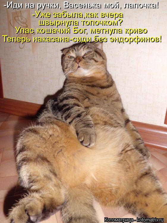 -Иди на ручки, Васенька мой, лапочка! -Уже забыла,как вчера швырнула топочком? Упас кошачий Бог, мет... Котоматрица: -Иди на ручки, Васенька мой, лапочка! -Уже забыла,как вчера швырнула топочком? Упас кошачий Бог, метнула криво Теперь наказана-сиди без эндор