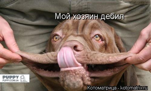 Мой хозяин дебил... Котоматрица: Мой хозяин дебил