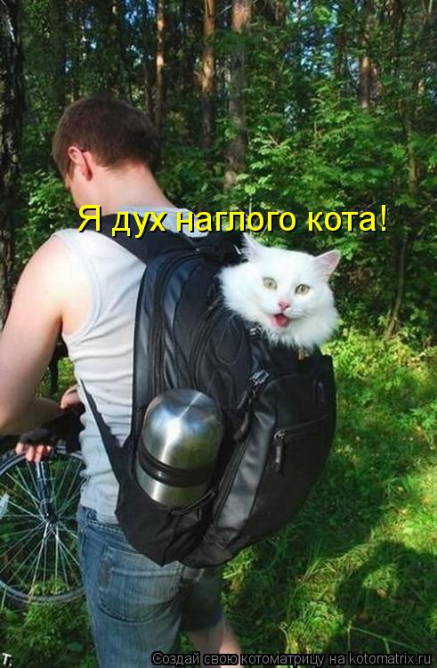 Я дух наглого кота!... Котоматрица: Я дух наглого кота!