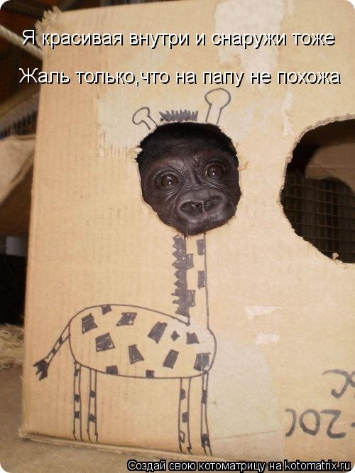 Я красивая внутри и снаружи тоже Жаль только,что на папу не похожа... Котоматрица: Я красивая внутри и снаружи тоже Жаль только,что на папу не похожа
