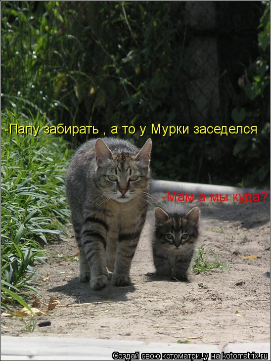 Котоматрица: -Мам а мы куда? -Папу забирать , а то у Мурки заседелся