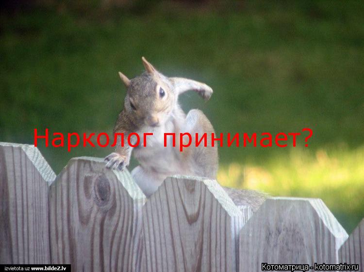 Котоматрица: Нарколог принимает?