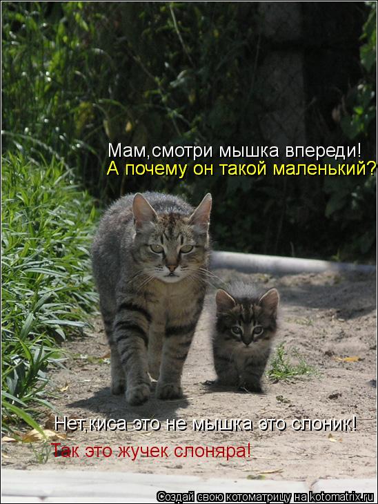 Мам,смотри мышка впереди! Нет,киса это не мышка это слоник! А почему он такой маленький? А почему он ... Котоматрица: Мам,смотри мышка впереди! Нет,киса это не мышка это слоник! А почему он такой маленький? А почему он такой маленький? Так это жучек слоняра!