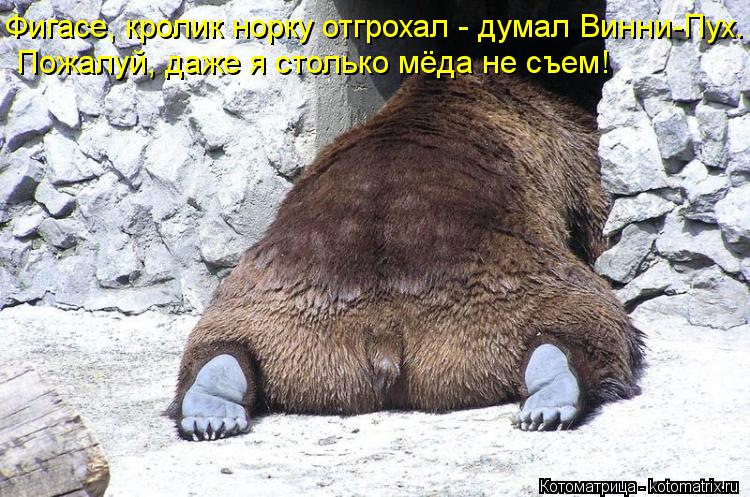 Котоматрица: Фигасе, кролик норку отгрохал - думал Винни-Пух.  Пожалуй, даже я столько мёда не съем!