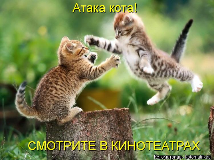 Атака кота! CМОТРИТЕ В КИНОТЕАТРАХ... Котоматрица: Атака кота! CМОТРИТЕ В КИНОТЕАТРАХ