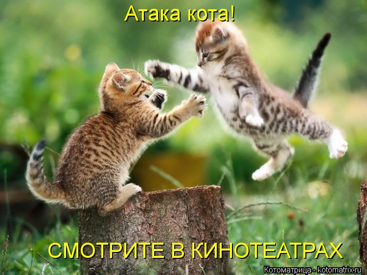 Котоматрица: Атака кота! CМОТРИТЕ В КИНОТЕАТРАХ