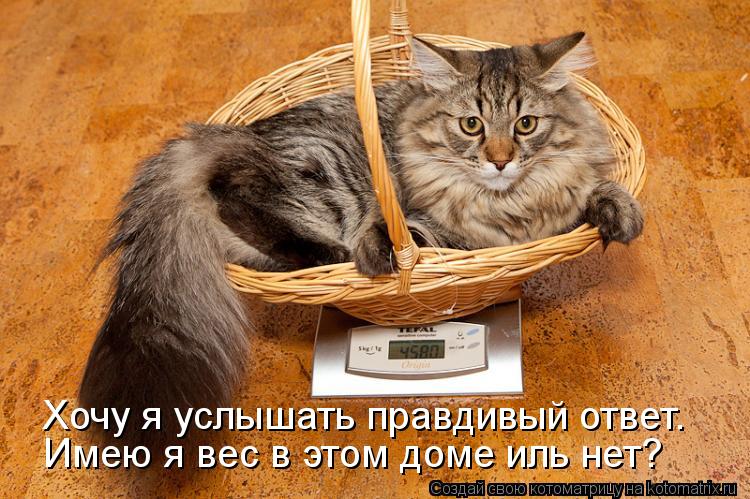 Хочу я услышать правдивый ответ. Имею я вес в этом доме иль нет?... Котоматрица: Хочу я услышать правдивый ответ. Имею я вес в этом доме иль нет?