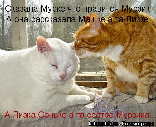 Котоматрица: Сказала Мурке что нравится Мурзик А она рассказала Машке а та Лизке А Лизка Соньке а та сестре Мурзика...