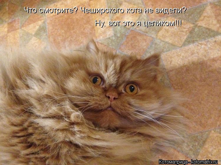 Что смотрите? Чеширского кота не видели? Ну, вот это я целиком!!!... Котоматрица: Что смотрите? Чеширского кота не видели? Ну, вот это я целиком!!!