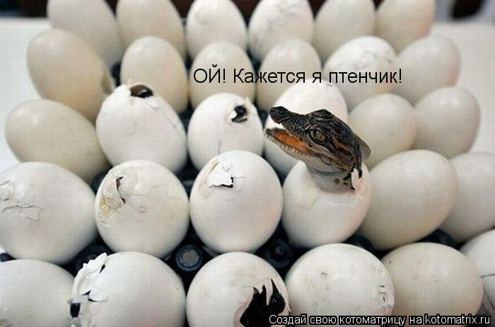 ОЙ! Кажется я птенчик!... Котоматрица: ОЙ! Кажется я птенчик!
