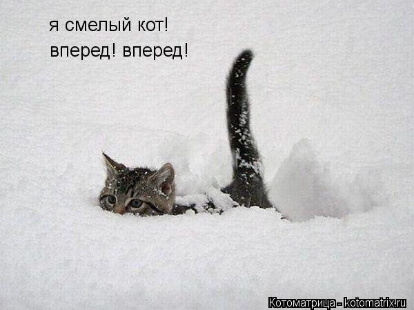 Котоматрица: я смелый кот!  вперед! вперед!