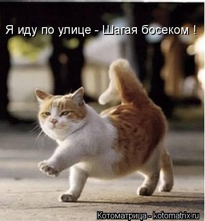 Я иду по улице - Шагая босеком !... Котоматрица: Я иду по улице - Шагая босеком !