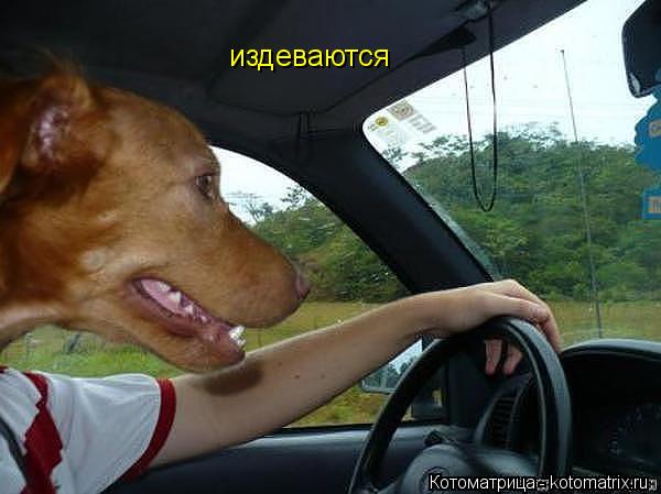 издеваются... Котоматрица: издеваются