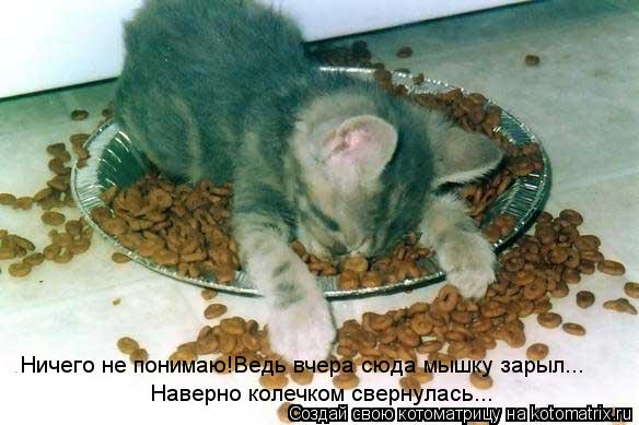 Ничего не понимаю!Ведь вчера сюда мышку зарыл... Наверно колечком свернулась...... Котоматрица: Ничего не понимаю!Ведь вчера сюда мышку зарыл... Наверно колечком свернулась...