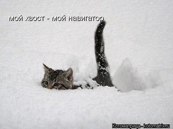 мой хвост - мой навигатор... Котоматрица: мой хвост - мой навигатор