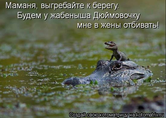 Котоматрица: Маманя, выгребайте к берегу.  Будем у жабеныша Дюймовочку мне в жены отбивать!