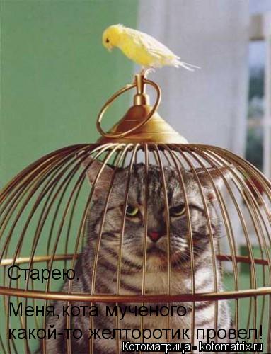 Старею. Меня,кота мученого какой-то желторотик провел!... Котоматрица: Старею. Меня,кота мученого какой-то желторотик провел!