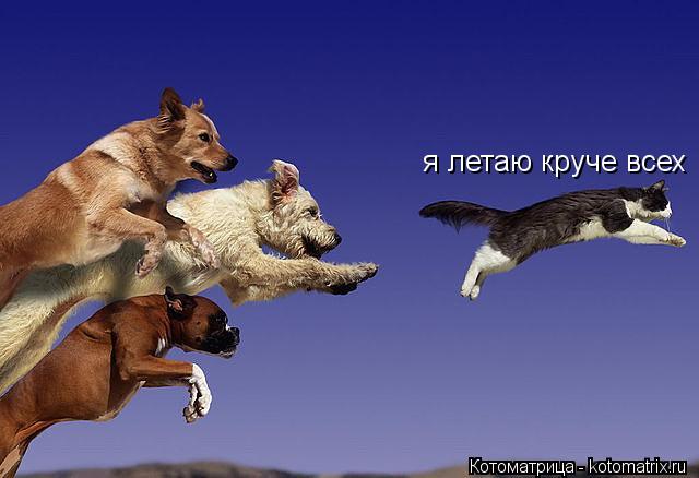 я летаю круче всех... Котоматрица: я летаю круче всех