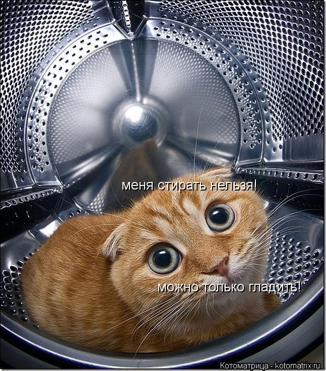 меня стирать нельзя! можно только гладить!... Котоматрица: меня стирать нельзя! можно только гладить!