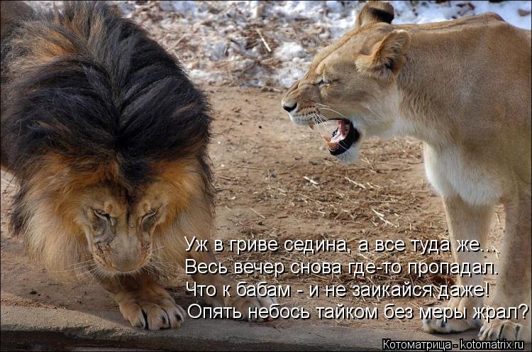 Уж в гриве седина, а все туда же... Весь вечер снова где-то пропадал. Что к бабам - и не заикайся даж... Котоматрица: Уж в гриве седина, а все туда же... Весь вечер снова где-то пропадал. Что к бабам - и не заикайся даже! Опять небось тайком без меры жрал?