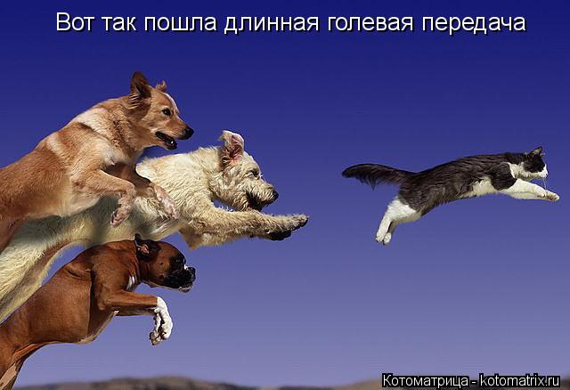 Котоматрица: Вот так пошла длинная голевая передача