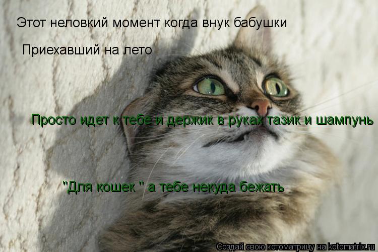 Котоматрица: Этот неловкий момент когда внук бабушки Приехавший на лето Просто идет к тебе и держик в руках тазик и шампунь "Для кошек " а тебе некуда беж