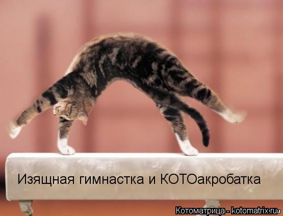 Изящная гимнастка и КОТОакробатка... Котоматрица: Изящная гимнастка и КОТОакробатка