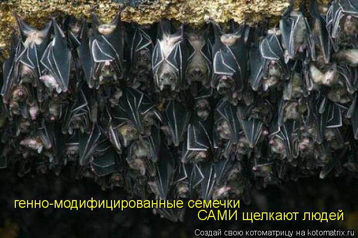 генно-модифицированные семечки САМИ щелкают людей... Котоматрица: генно-модифицированные семечки САМИ щелкают людей