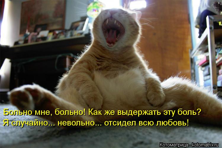 Котоматрица: Больно мне, больно! Как же выдержать эту боль?  Я случайно... невольно... отсидел всю любовь!
