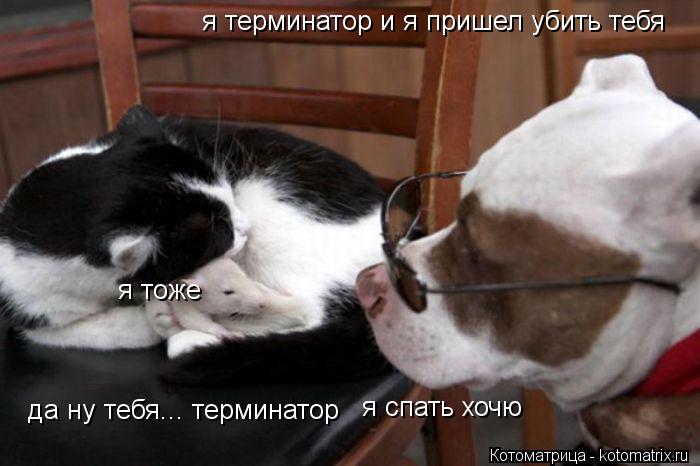 я терминатор и я пришел убить тебя да ну тебя... терминатор я спать хочю я тоже... Котоматрица: я терминатор и я пришел убить тебя да ну тебя... терминатор я спать хочю я тоже