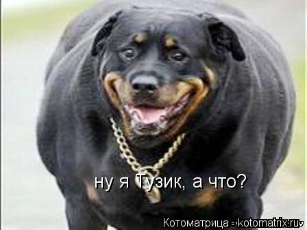 Котоматрица: ну я Тузик, а что?