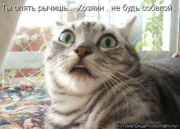 Ты опять рычишь... Хозяин , не будь собакой ...... Котоматрица: Ты опять рычишь... Хозяин , не будь собакой ...