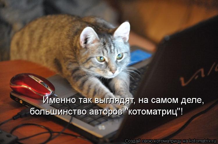 Котоматрица: Именно так выглядят, на самом деле,  большинство авторов "котоматриц"!