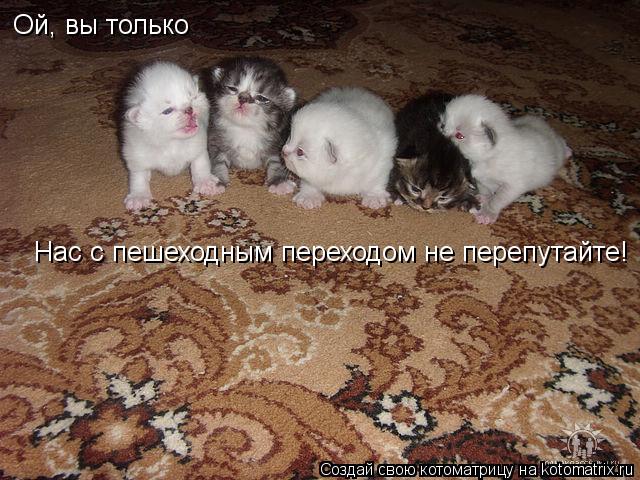Ой, вы только Нас с пешеходным переходом не перепутайте!... Котоматрица: Ой, вы только Нас с пешеходным переходом не перепутайте!