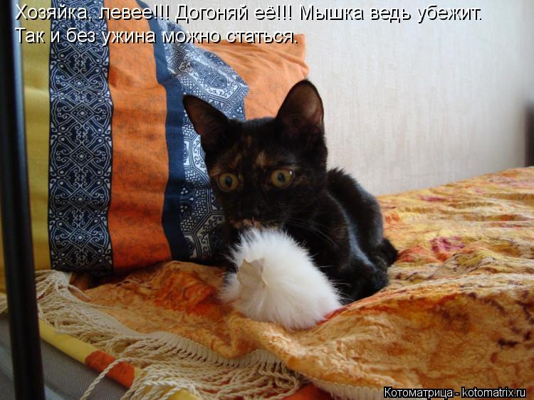 Хозяйка, левее!!! Догоняй её!!! Мышка ведь убежит. Так и без ужина можно статься.... Котоматрица: Хозяйка, левее!!! Догоняй её!!! Мышка ведь убежит. Так и без ужина можно статься.