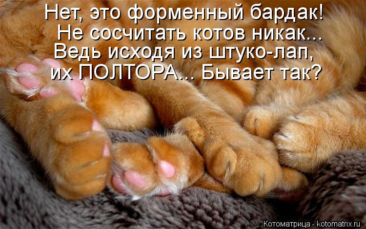 Нет, это форменный бардак! Не сосчитать котов никак... Ведь исходя из штуко-лап, их ПОЛТОРА... Бывает... Котоматрица: Нет, это форменный бардак! Не сосчитать котов никак... Ведь исходя из штуко-лап, их ПОЛТОРА... Бывает так?