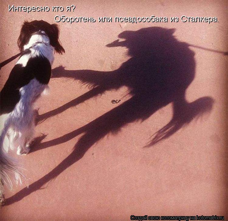 Котоматрица: Интересно кто я? Оборотень или псевдособака из Сталкера.