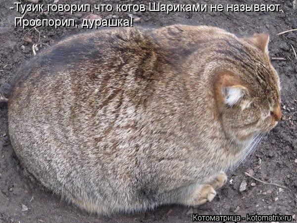 Котоматрица: -Тузик говорил,что котов Шариками не называют. Проспорил, дурашка!