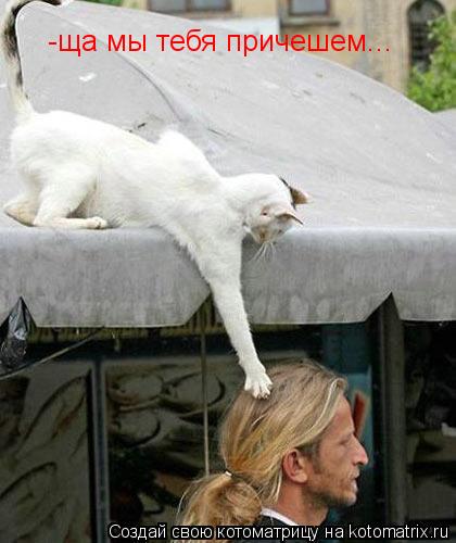 Котоматрица: -ща мы тебя причешем...