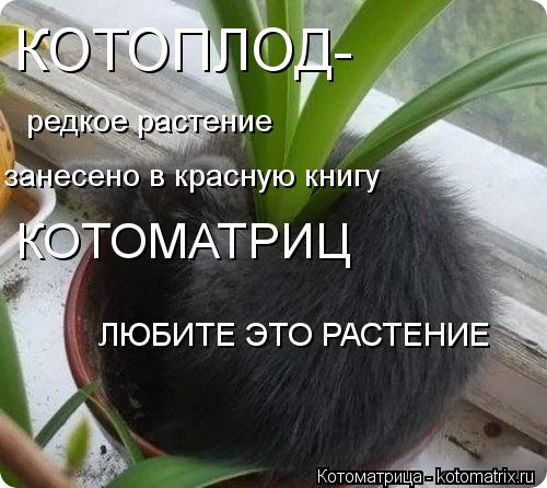 КОТОПЛОД- редкое растение занесено в красную книгу КОТОМАТРИЦ ЛЮБИТЕ ЭТО РАСТЕНИЕ... Котоматрица: КОТОПЛОД- редкое растение занесено в красную книгу КОТОМАТРИЦ ЛЮБИТЕ ЭТО РАСТЕНИЕ