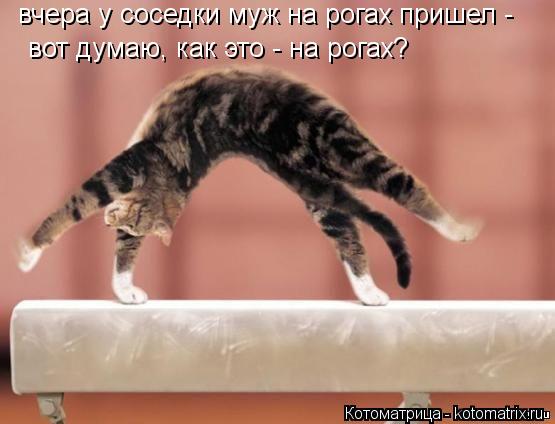 вчера у соседки муж на рогах пришел - вот думаю, как это - на рогах?... Котоматрица: вчера у соседки муж на рогах пришел - вот думаю, как это - на рогах?