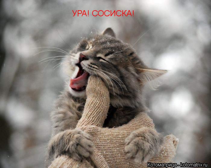 УРА! СОСИСКА!... Котоматрица: УРА! СОСИСКА!
