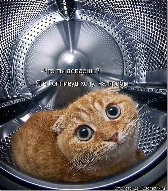 -Что ты делаешь? -Я в Голливуд хочу..на пробы... Котоматрица: -Что ты делаешь? -Я в Голливуд хочу..на пробы