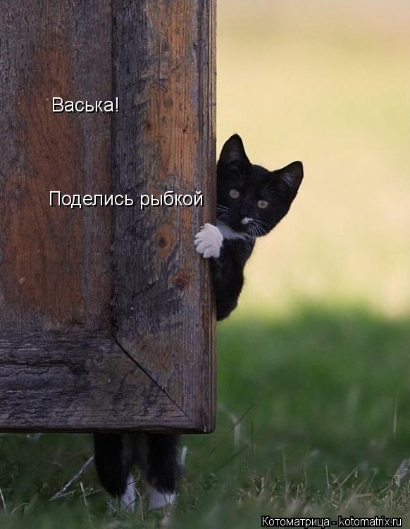 Котоматрица: Васька! Поделись рыбкой