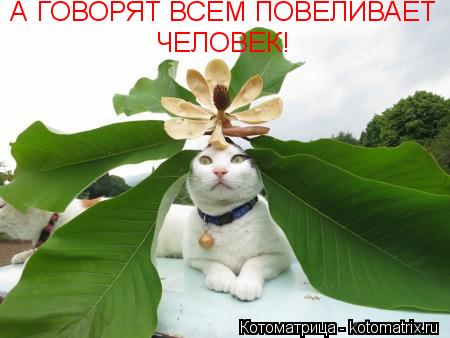 Котоматрица: А ГОВОРЯТ ВСЕМ ПОВЕЛИВАЕТ  ЧЕЛОВЕК!
